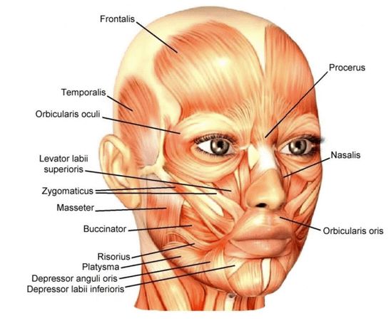 facialmuscles