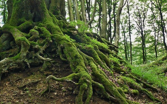 Große grüne Wurzeln eines mächtigen Baumes